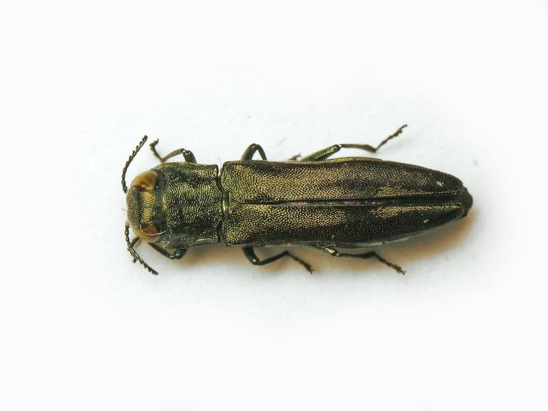 Agrilus hastulifer Ratzeburg, 1837